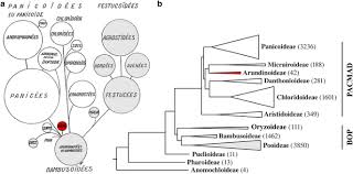 Image result for Styppeiochloa gynoglossa