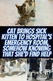 Cat Brings Sick Kitten To Hospital S Emergency Room Somehow Knowing That She D Find Help In 2020 Sick Kitten Kitten Emergency Room