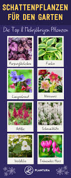 Schattenpflanzen Fur Den Garten Die Top 8 Mehrjahrigen Pflanzen Es Gibt Eine Ganze Reihe Schattenliebender Pflanz Schattenpflanzen Pflanzen Schatten Pflanzen