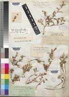 Image result for Sida chrysantha