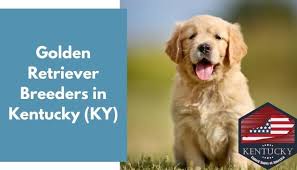 One female available to approved home. 31 Golden Retriever Breeders In Kentucky Ky Golden Retriever Puppies For Sale Animalfate