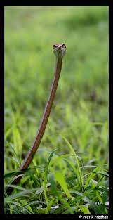 Calphotos Ahaetulla Nasuta Isabellinus Green Vine Snake Vine Snake Snake Reptile Snakes