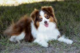 Chew toys are great for dogs with teething issues like puppies, or for dog breeds that have a. Toy Australian Shepherd For Sale In Mn Toywalls
