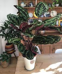 Tips On Taking Care Of Your Calathea Medallion Calathea Plant Hanging Plants Indoor Plant Care Houseplant