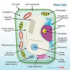 Plant cells resemble other eukaryotic cells in many ways. 30 Plant Cell Ideas