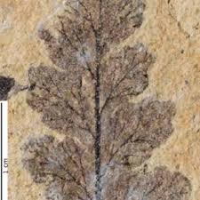 Image result for Didymoglossum erosum