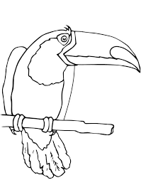 It's excellent for those who love animals, especially tropical birds. Toucan Bird 1 Coloring Page Free Printable Coloring Pages For Kids