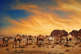 Most likely, it seems, from misinterpretations the myth that it's too late when you're thirsty is based on the supposition that thirst is an imperfect marker of a. Awesome Experiences On Twitter Mid Week Making You Get The Hump The Amount Of Water A Camel Drinks On A Day To Day Basis Can Vary Greatly As They Drink To Replace Only The Fluid