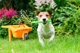 Video of the day step 1 Fatal Canine Parvovirus Symptoms To Look Out For The Citizen