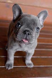 Check spelling or type a new query. French Bulldog Puppies Wisconsin Pets Lovers