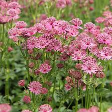 Image result for Astrantia major `Roma`