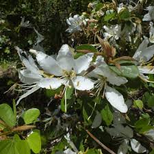 Image result for Bauhinia bowkeri