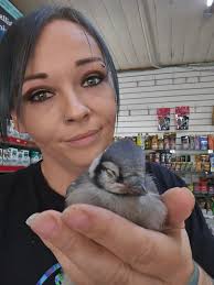What to do with baby blue jays that fell out of nest?
