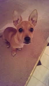 Wiggle The Taco Terrier Chi And Fox Terrier Baby Animals Taco Terrier Fox Terrier