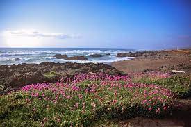 Maybe you would like to learn more about one of these? Oregon Coastal Flowers Photograph By Deann Bonine