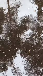 Rainy Forest Mood Video In 2020 Sky Aesthetic Relaxing Rain Sounds Sound Of Rain