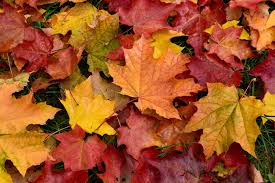 In fall leaves tumble from trees by the minute, while winter winds corral loose leaves under shrubs and in corners of your yard. Autumn Leaf Uses And Disposal How To Get Rid Of Fallen Leaves In Autumn