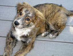 However, free chow chow dogs and puppies are a rarity as shelters usually charge a small adoption fee to cover their expenses (around £100). Australian Shepherd Chow Mix Puppies Online Shopping