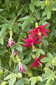 Image result for Passiflora sanguinolenta