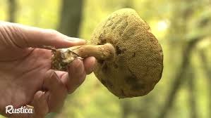 Image result for Boletus badius