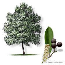 Check spelling or type a new query. 9 Types Of Wood And How To Use Them Cherry Laurel Texas Trees Trees To Plant