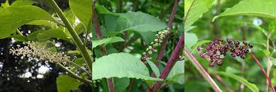 Pokeweed is a nutritional powerhouse, but be careful, it can also be toxic to humans if it's not prepared correctly. Wild Ideas Pokeweed Nuisance Or Nutrient Features Rappnews Com
