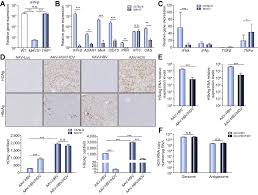 Toni espinal director general ampans manresa. References In A New Hdv Mouse Model Identifies Mitochondrial Antiviral Signaling Protein Mavs As A Key Player In Ifn B Induction Journal Of Hepatology