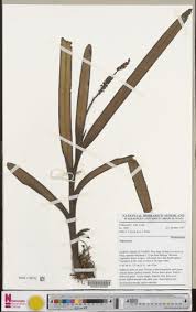 Image result for Polystachya polychaete