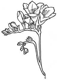 Freesia Illustration Freesia Flowers Flower Designs And Flower On Pinterest Freesia Flowers Flower Drawing Pug Tattoo