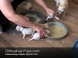 How To Wean Chihuahua Puppies 4 Weeks Old First Solid Food Youtube