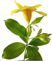 Image result for Allamanda