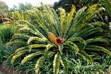 Image result for Cyphia erecta