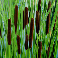 It is also unsuitable for the fish living in it. Buy Pond Plants Now Lesser Bulrush Typha Angustifolia Brown Marsh Plant Water Plant Bakker Com