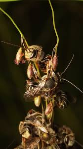 Image result for Lipotriche