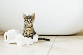 The best house pets are those who are socialized at a proper age. House Training Your Kitten Care Com