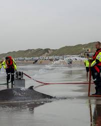 Dambie tensuan nude photos a scheduler made theirs