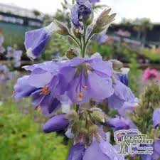 Buy Veronica 'Shirley Blue' (Speedwell) in the UK