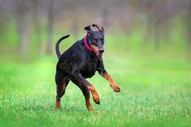 But, have you ever wondered just how fast dogs can run? Doberman Run Outdoor Photos Free Royalty Free Stock Photos From Dreamstime
