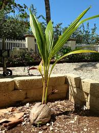 Baby Coconut Palm Tree Palmas Plantas