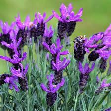 The tiny white flowers are clustered in the axils along the stems in spring. Is Lavender An Herb A Shrub Or A Flower