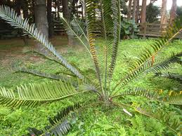 Image result for Cycas thouarsii