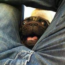 Why Do Dogs Smell Our Crotch