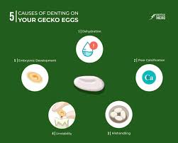 A successful mating takes only two to three minutes from start to finish. 5 Causes Of Denting On Your Gecko Eggs And 4 Solutions Reptile Hero