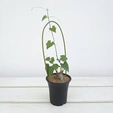 Image result for Cyclantheropsis parviflora