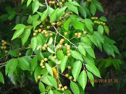 Image result for Cleistanthus