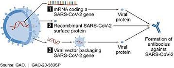 They can be put in a on the flip side, the moderna and pfizer/biontech vaccines, which send mrna into muscle cells to tell the body to produce an immune reaction to the coronavirus. Embolio Covid 19 Bikipaideia