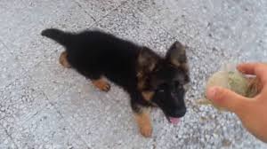 Il pastore olandese ha molti meno problemi di displasia dell'anca o di stenosi della colonna vertebrale rispetto al pastore tedesco, mentre è di taglia maggiore ed è più potente rispetto al malinois, per cui risulta esser un cane molto idoneo al lavoro di cane poliziotto. Czarek Il Mio Pastore Tedesco A Pelo Lungo Youtube