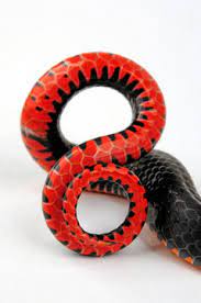 Diese seite verwendet cookies um inhalte zu personalisieren. Schwanz Einer Ringhalsnatter Diadophis Punctatus In Abwehrhaltung Tale Of A Ring Necked Snake Stock Foto Adobe Stock