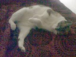 Some breeds and types of dogs are simply more apt to drool than others, and if this is the norm for your dog's breed, then if their stomach is unsettled or rebelling, this produces excessive saliva, and so drooling and lip licking are normal indicators of this. My Cat Is Licking Her Lips And Not Eating Much