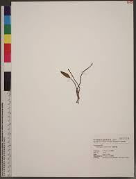 Image result for Didymoplexis